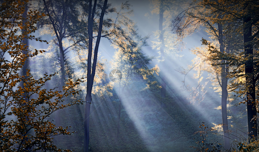 森林太阳光束图片