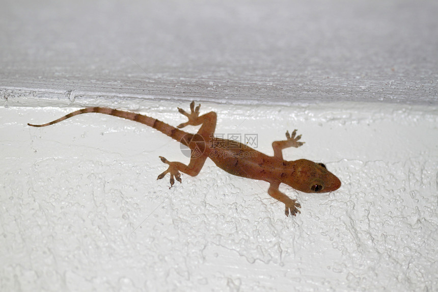 Gecko之家动物蜥蜴动物学科学野生动物生物学生物疱疹壁虎图片