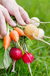 手草新鲜蔬菜绿色黄色白色红色萝卜花园饮食食物厨房沙拉背景