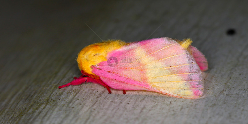 玫瑰色枫蛾生物学昆虫学荒野红斑生物生活触角生态蛾子野生动物图片