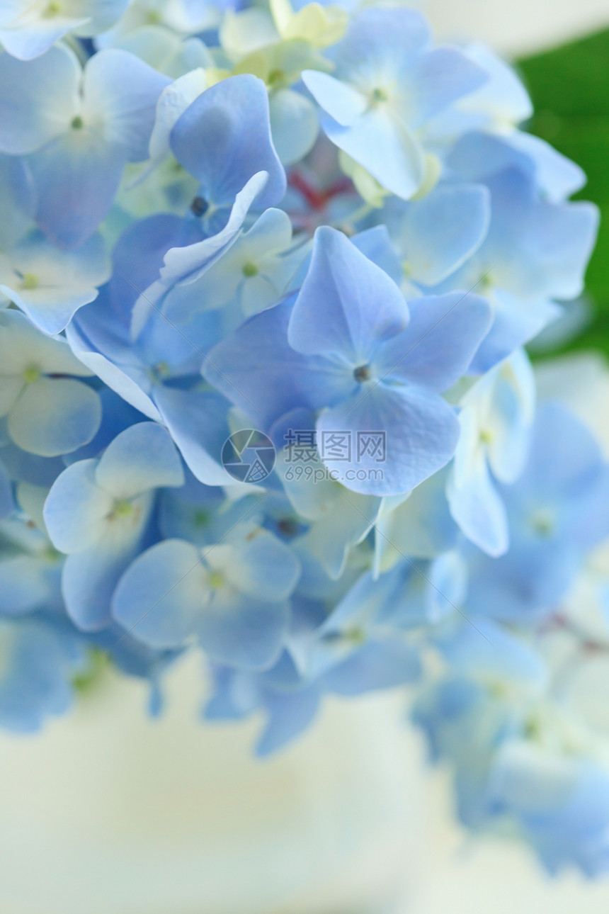 花瓶中的蓝色花朵紫丁香季节展示绣球花花瓣投标叶子压痛桌子明信片图片