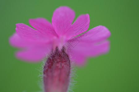 花植物萼片花瓣宏观背景图片