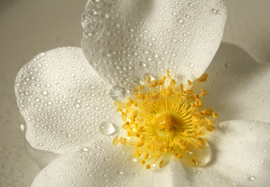 黄色花朵缝合飞沫萼片白色雏菊宏观花瓣园艺植物图片
