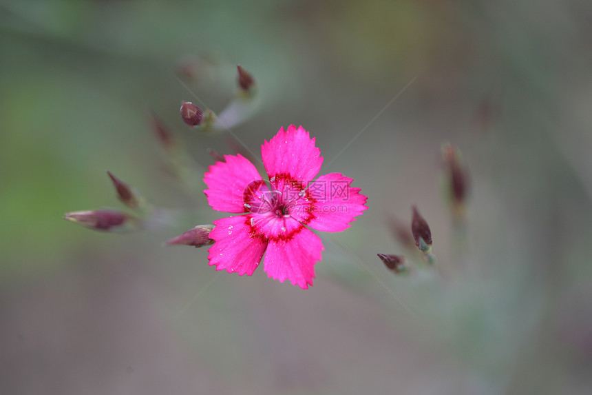 庭园宏观园艺花瓣红色叶子花园花朵树叶芙蓉萼片图片