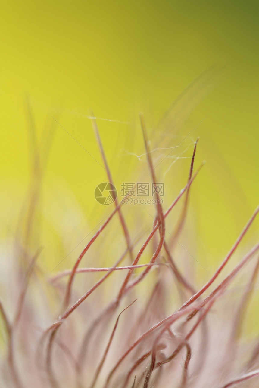 庭园叶子花束萼片芙蓉树叶宏观花朵园艺植物红色图片