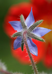 花朵缝合植被生命红色花园花瓣浪漫园艺植物群文化萼片背景图片