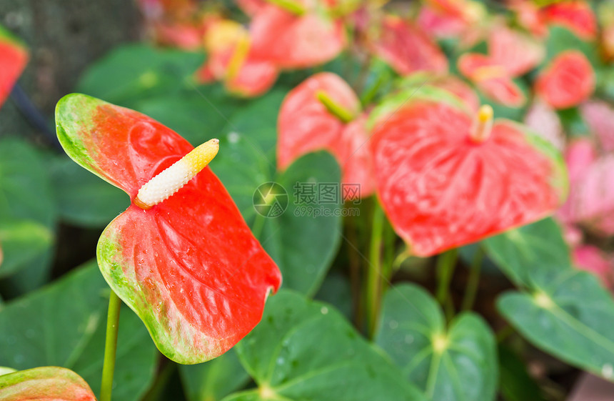 Flammingo花或花情调展示叶子宏观花瓣绿色树叶异国植物学百合图片