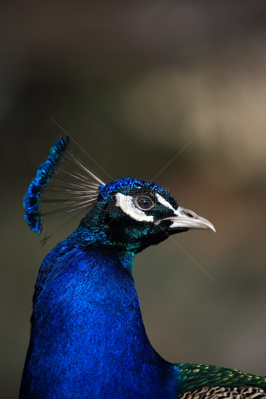 孔雀肖像动物园野生动物动物宏观眼睛羽毛动物群图片
