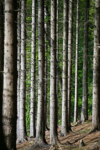 森林树干背景图片
