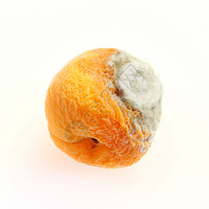 桃子上的铸模水果模具霉味背景图片