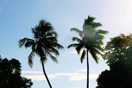 棕榈海滩生活绿色树木天空背景图片