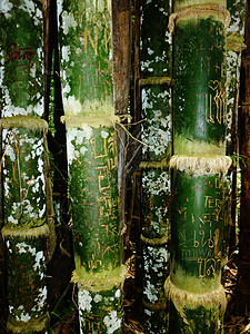竹木背景图片