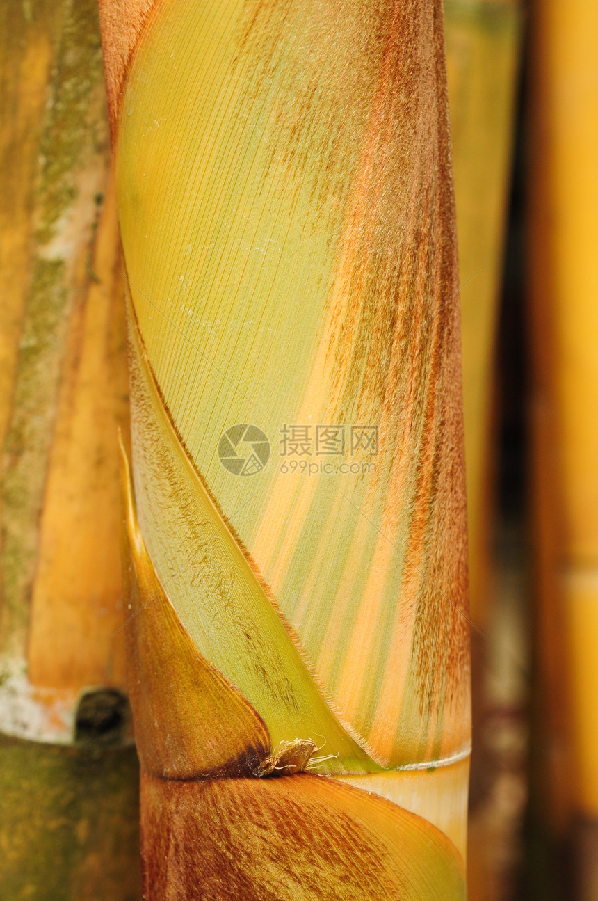 竹子的质地植物植物群森林树干公司场地黄色平行线插图白色图片