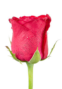 粉红玫瑰花花季节玫瑰脆弱性紫丁香礼物婚姻香水花束花瓣婚礼背景图片