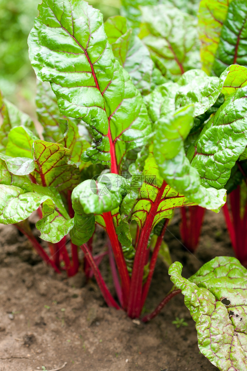 花园里有木雕营养素植物矿物紫色绿色树叶橙子粉色彩虹食物图片