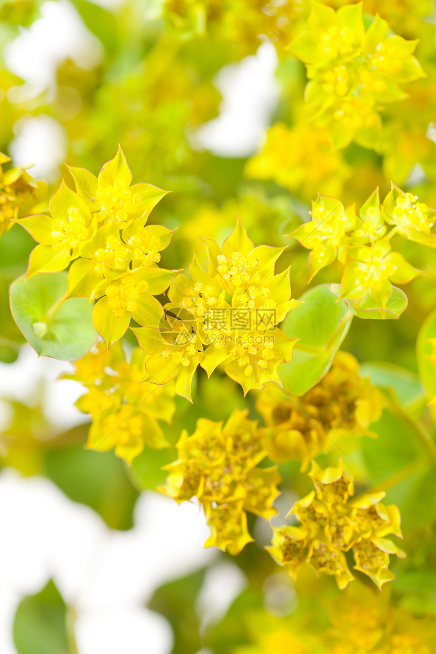 黄色花朵宏观植物学花园礼物植物生长花瓣植物群美丽图片