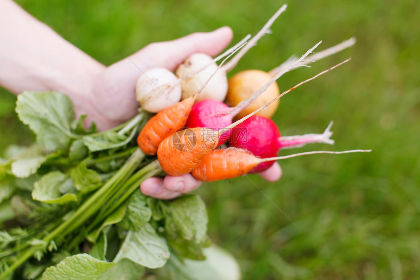 新鲜蔬菜萝卜维生素饮食农场花园厨房绿色食物黄色白色图片
