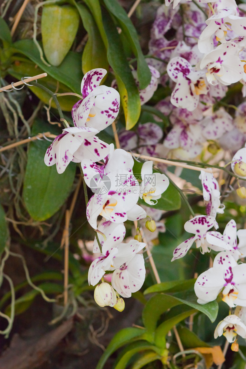 美丽的兰花植物背景花束花瓣装饰风格农村环境植物群热带图片