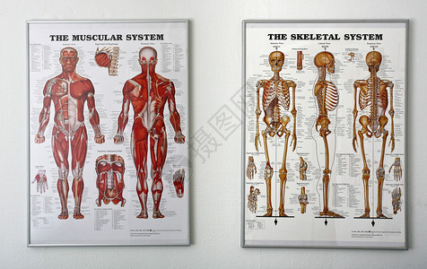 整蛊海报脊甲状腺活性诊所绘画按摩师脊椎按摩压力治疗师疗法训练运动药品背景