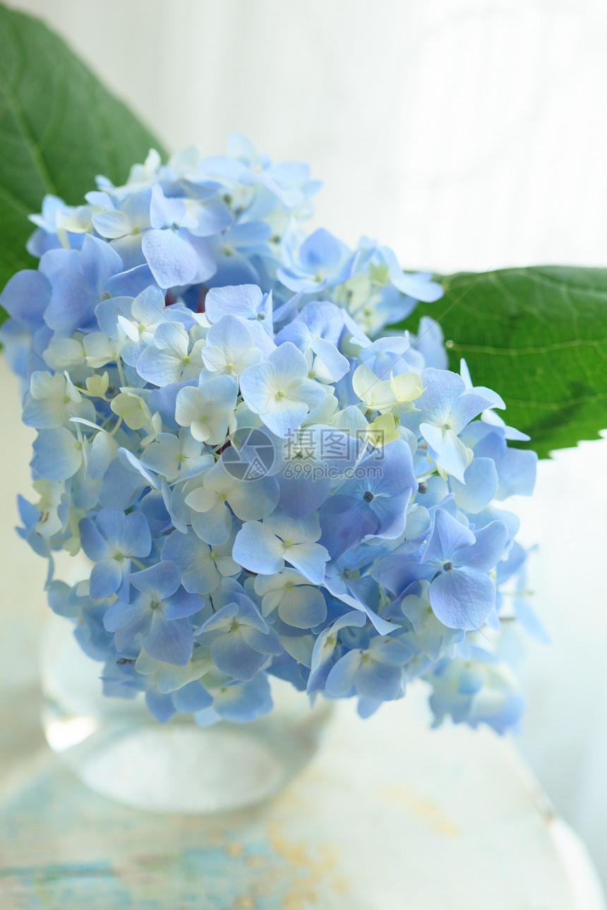 花瓶中的蓝色花朵花瓣植物餐厅绣球花叶子桌子压痛植物学季节明信片图片