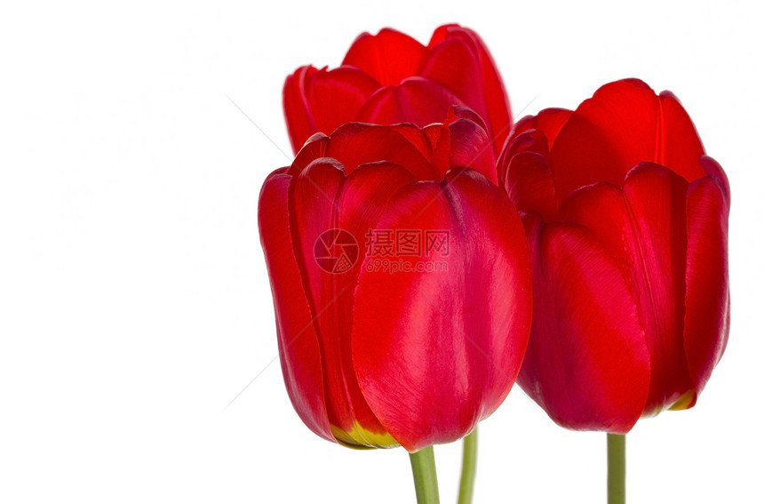 3个红色郁金香白色花瓣绿色脆弱性植物图片