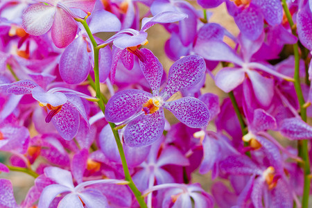 奥兰特春天紫色高清图片
