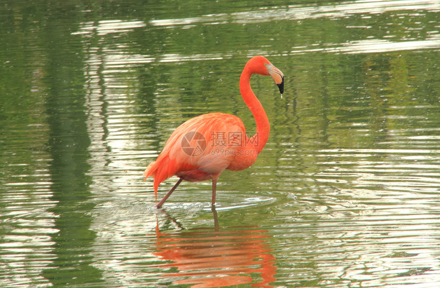 火烈哥红色池塘脚蹼粉色荒野沼泽地脖子羽毛图片