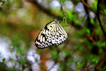 黑白蝴蝶毛虫白色热带翅膀花园若虫静脉树叶森林树木高清图片