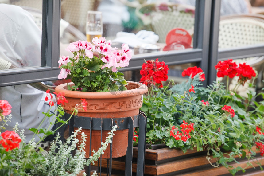 锅中的花朵场景座位休息街道桌子家具花园红色粉色园艺图片