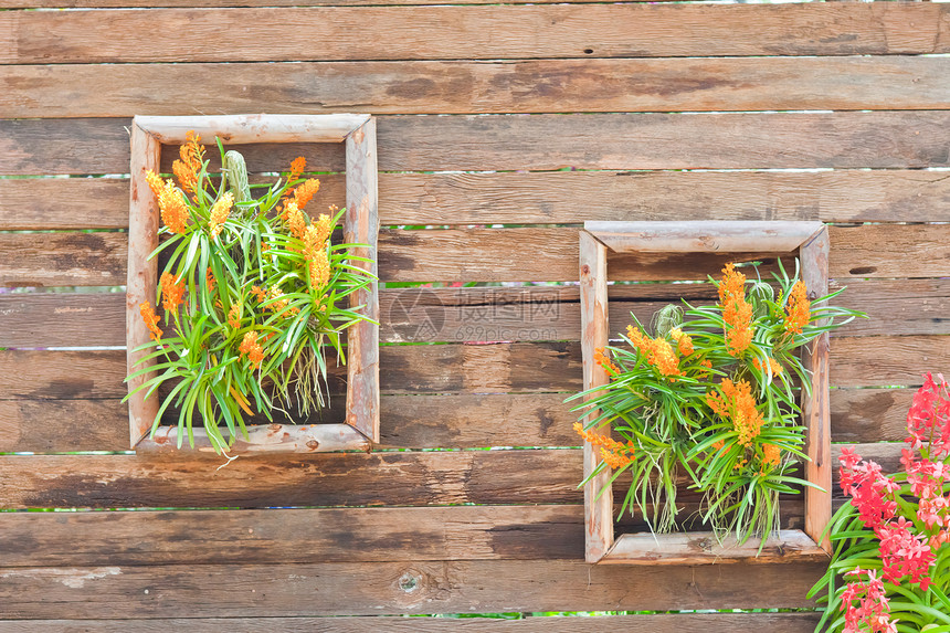 美丽的兰花花瓣叶子植物学环境农村背景热带植物花束风格图片