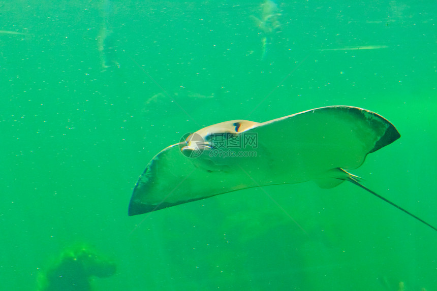 泰国Rayong省水族馆的鱼类橙子珊瑚游泳海洋动物黄色生活白色海葵蓝色图片