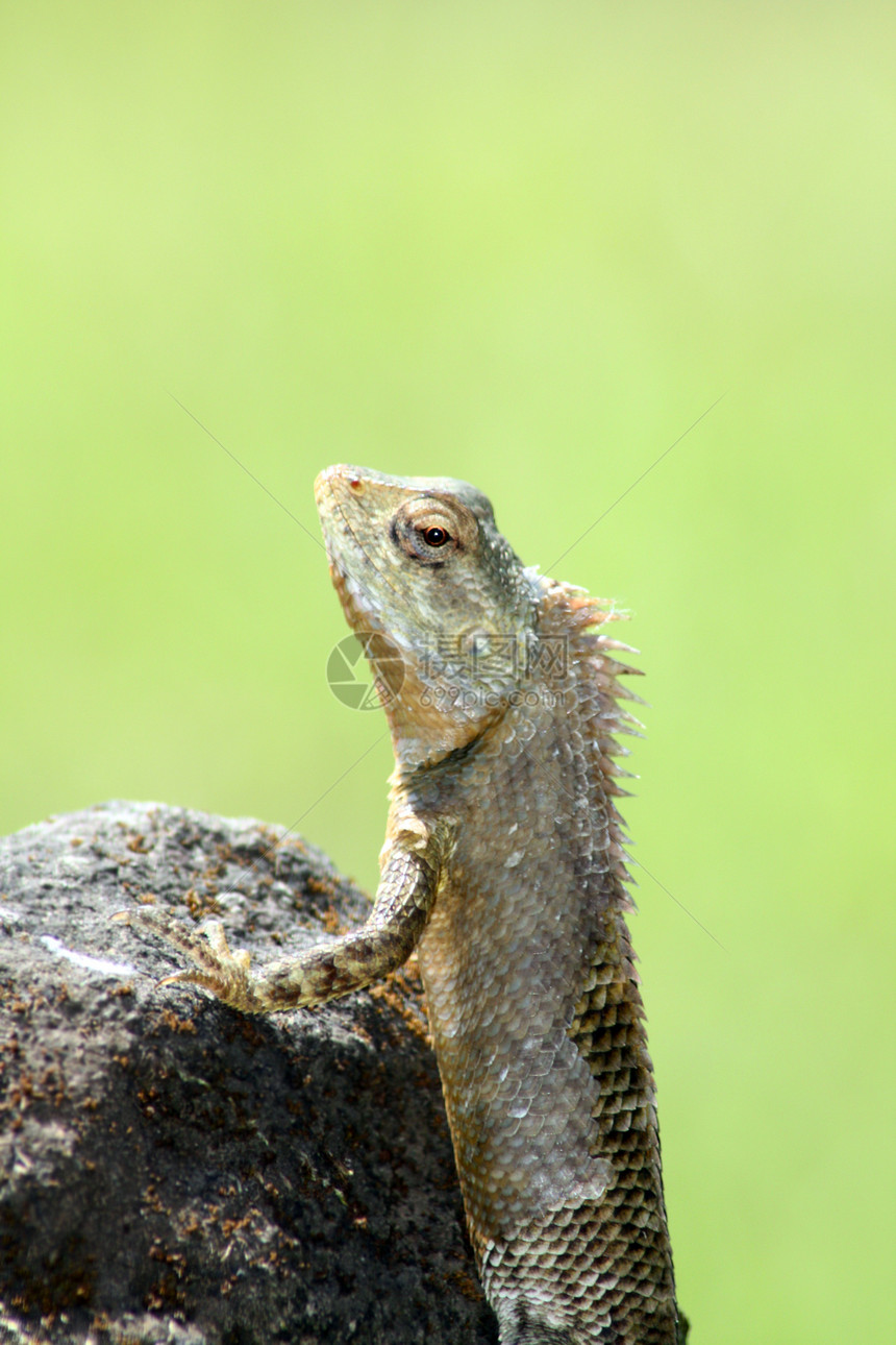 变色素蜥蜴荒野野生动物岩石动物生物图片
