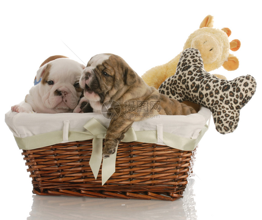 篮子里的小狗睡眠新生家庭展示宠物女性动物斗牛犬黑色鼻子图片