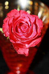 玫瑰花在冰霜中棕色玻璃玫瑰背景图片