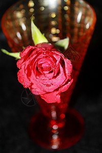玫瑰花在冰霜中棕色玫瑰绿色玻璃背景图片