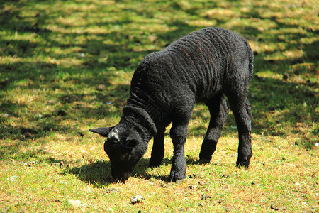 威尔士队黑羊动物白色羊毛农场哺乳动物喇叭黑色婴儿母羊背景