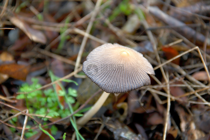 森林边缘的蘑菇生长植物季节斑点蔬菜树木林地食物地面菌类图片