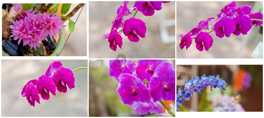 美丽的兰花植物学花园花束植物群植物花瓣热带风格紫色背景图片