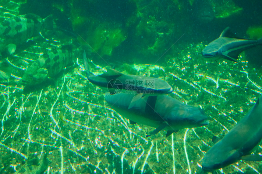 泰国Rayong省水族馆的鱼类海洋动物珊瑚两栖野生动物热带红色生活橙子蓝色图片