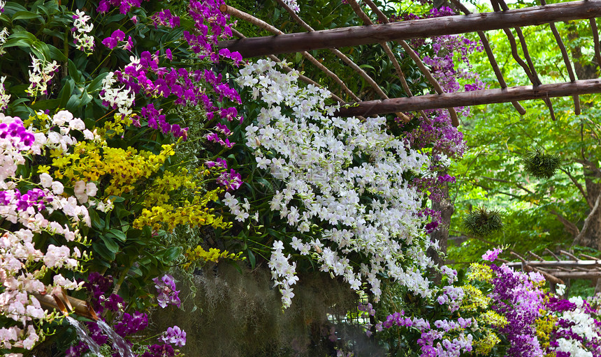 美丽的兰花植物学叶子花束花瓣装饰热带花园背景紫色农村图片