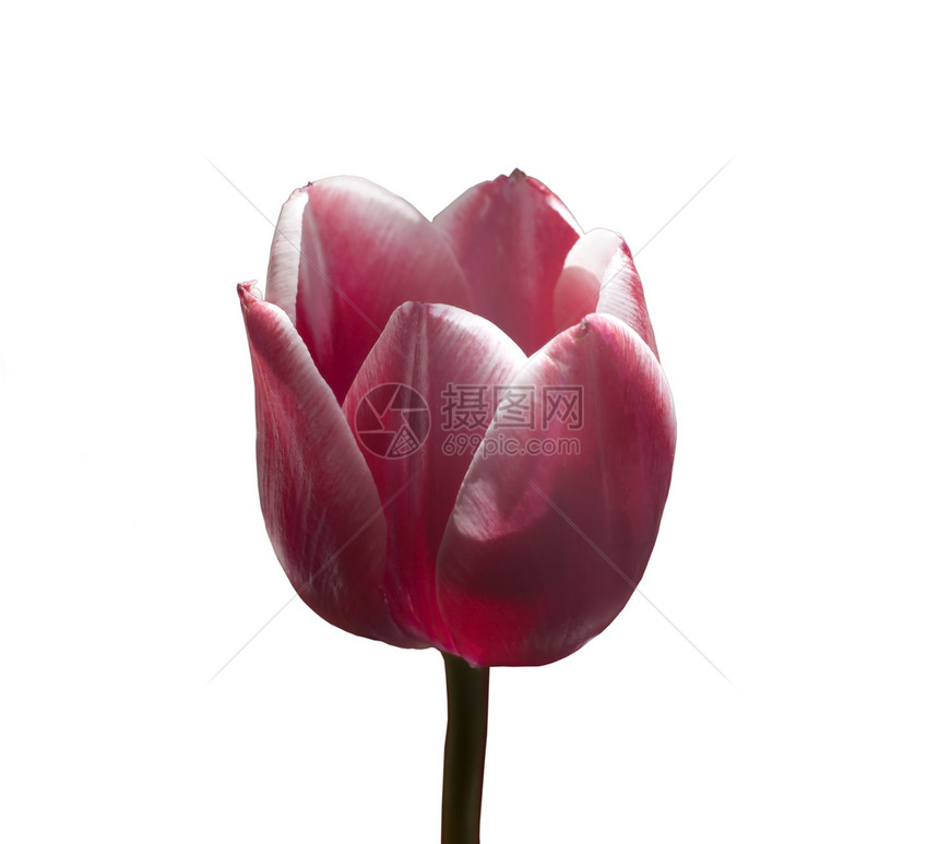 郁金tullip植物白色花瓣植物群粉色感情红色象征图片