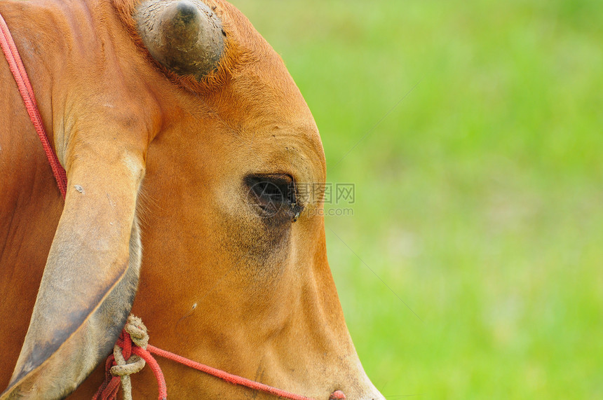 绿地上的棕褐牛预报力量叶子生物荒野草地奶牛老板热带眼睛图片
