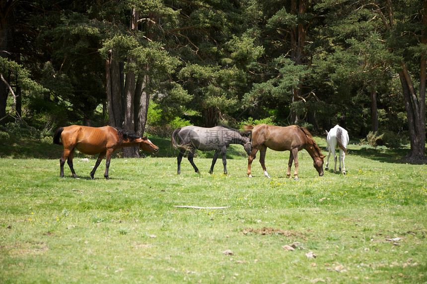 格雷多斯自然公园的一群马匹图片