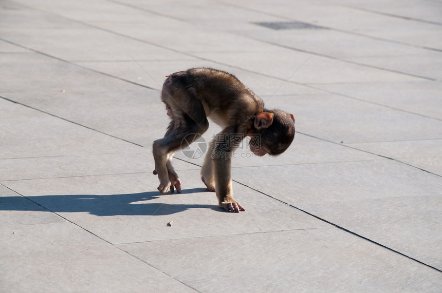 婴儿麦卡可海峡教会野生动物地球猕猴杂食性铺板王国哺乳动物阴影图片