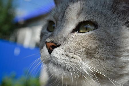 猫类灰猫动物背景图片