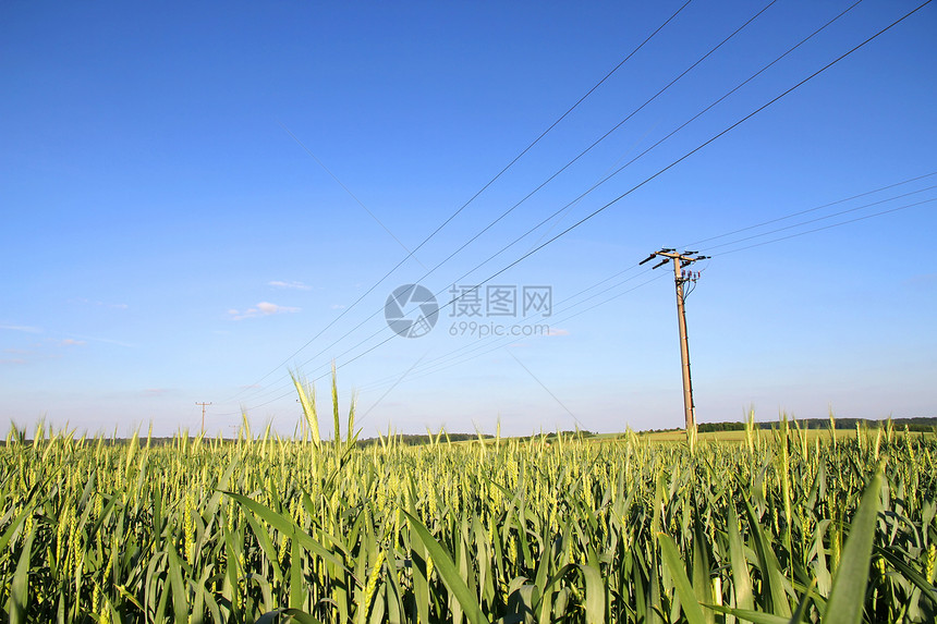 小麦田上的电线图片