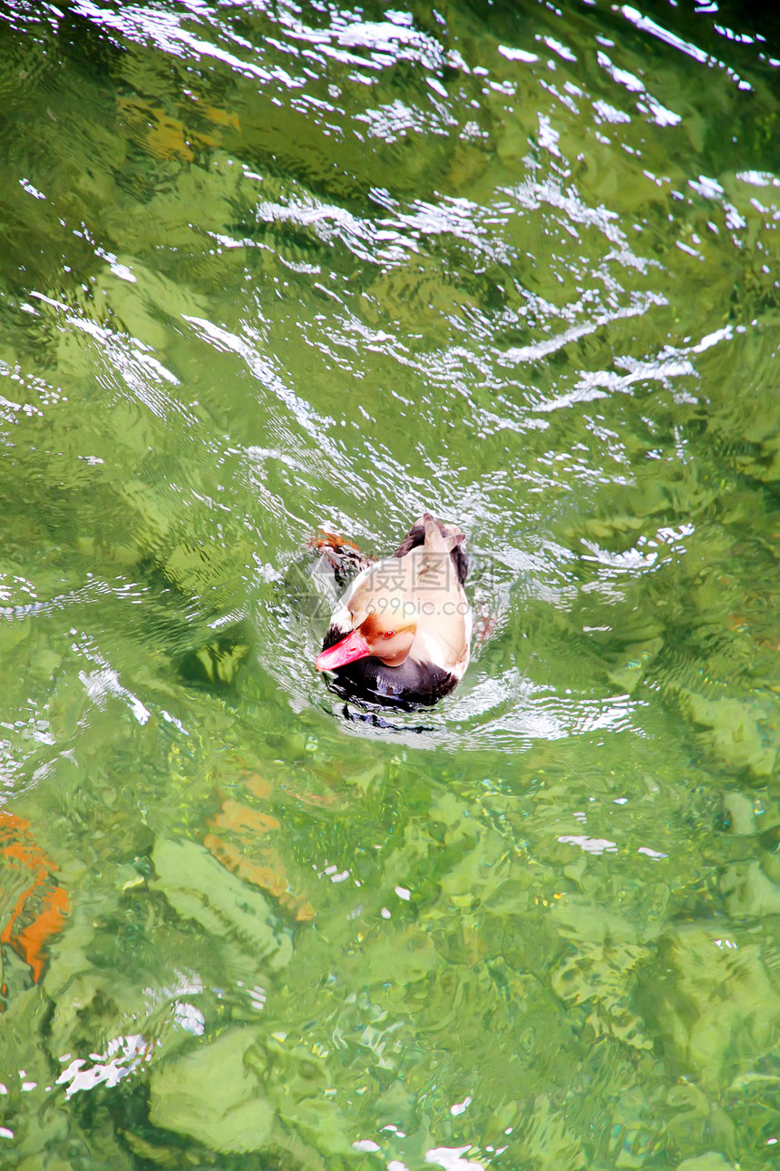 游泳鸭孤独荒野动物群公园小鸭子羽毛池塘农场翅膀农业图片