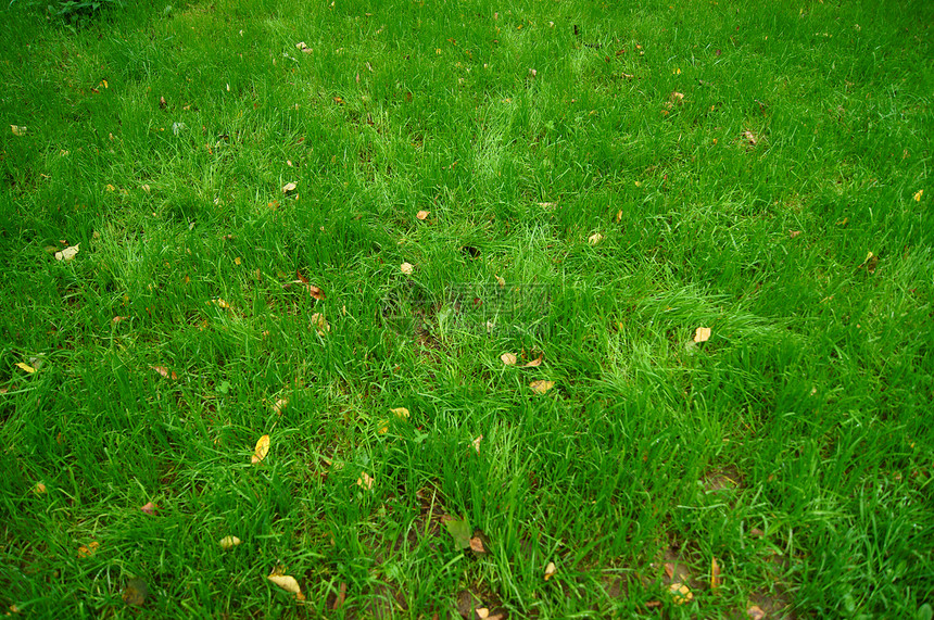 绿草的近距离图像草地叶子足球框架植物墙纸公园牧场场地院子图片