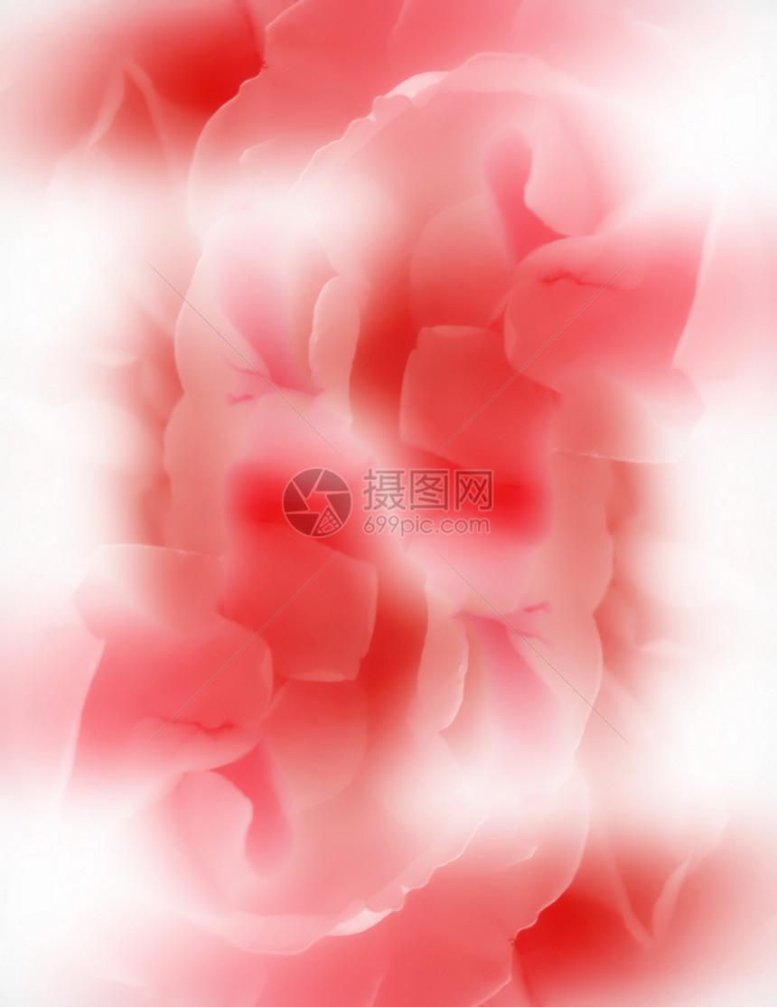 摘要背景背景花瓣花朵玫瑰墙纸红色园艺念日生日宏观植物图片