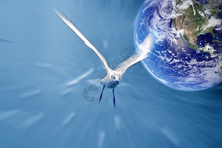 鸟海鸥鸟类翅膀地球生态世界球状体环境天空蓝色背景图片